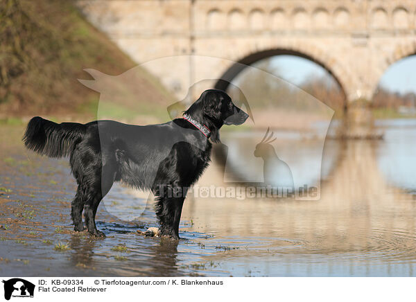 Flat Coated Retriever / Flat Coated Retriever / KB-09334