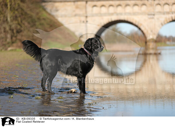 Flat Coated Retriever / Flat Coated Retriever / KB-09335