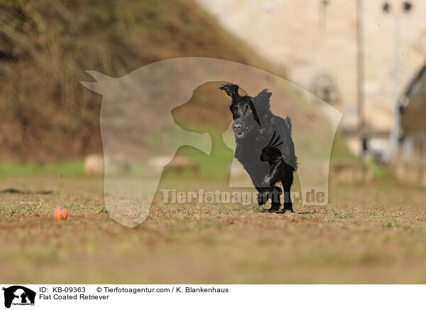Flat Coated Retriever / Flat Coated Retriever / KB-09363