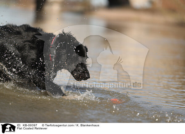 Flat Coated Retriever / Flat Coated Retriever / KB-09397