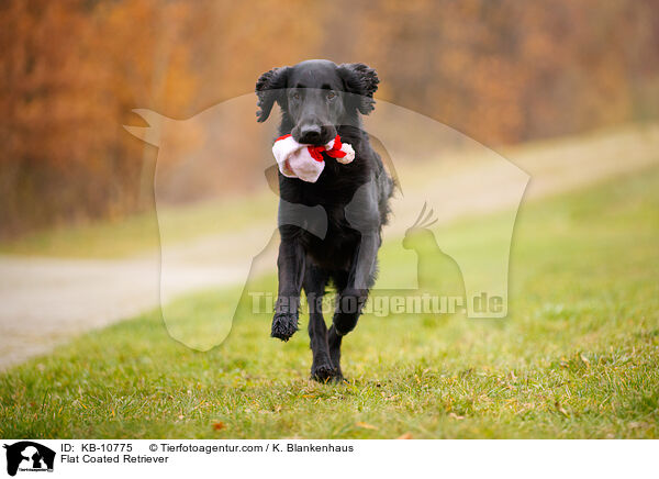 Flat Coated Retriever / Flat Coated Retriever / KB-10775