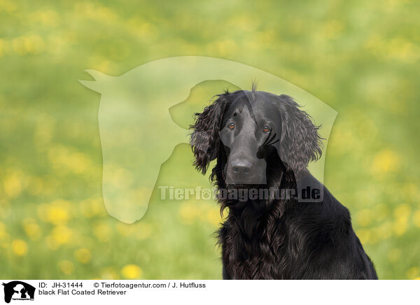 schwarzer Flat Coated Retriever / black Flat Coated Retriever / JH-31444