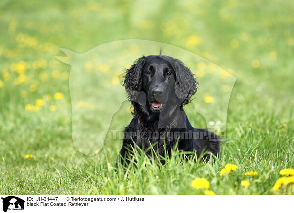 schwarzer Flat Coated Retriever / black Flat Coated Retriever / JH-31447