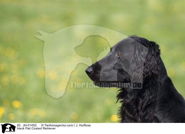 schwarzer Flat Coated Retriever / black Flat Coated Retriever / JH-31452