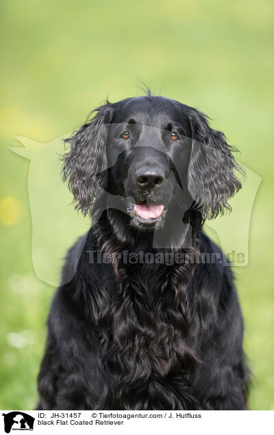 schwarzer Flat Coated Retriever / black Flat Coated Retriever / JH-31457