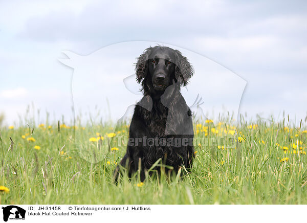 black Flat Coated Retriever / JH-31458