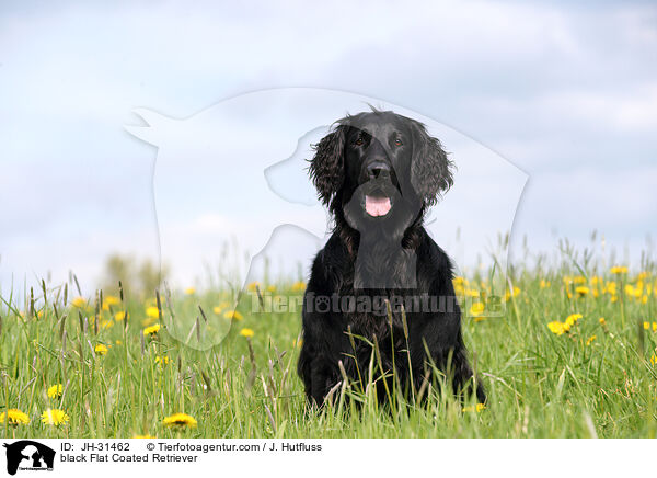 schwarzer Flat Coated Retriever / black Flat Coated Retriever / JH-31462