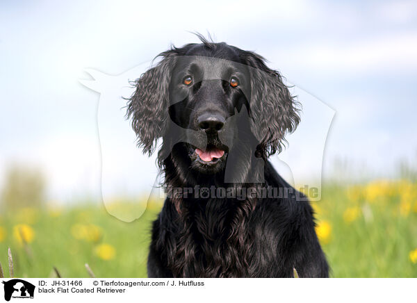 schwarzer Flat Coated Retriever / black Flat Coated Retriever / JH-31466