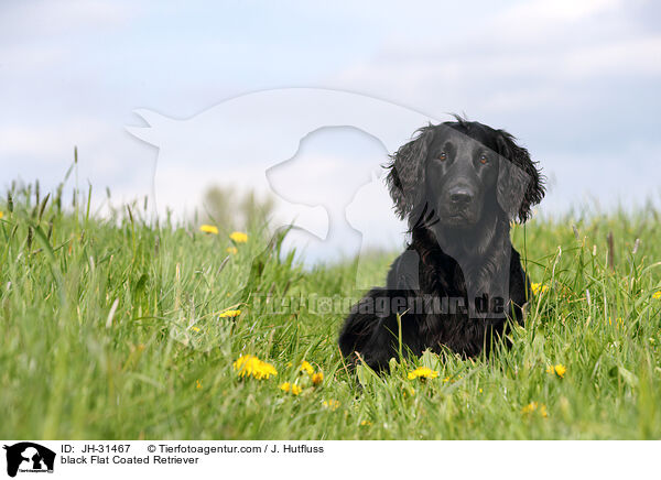 black Flat Coated Retriever / JH-31467