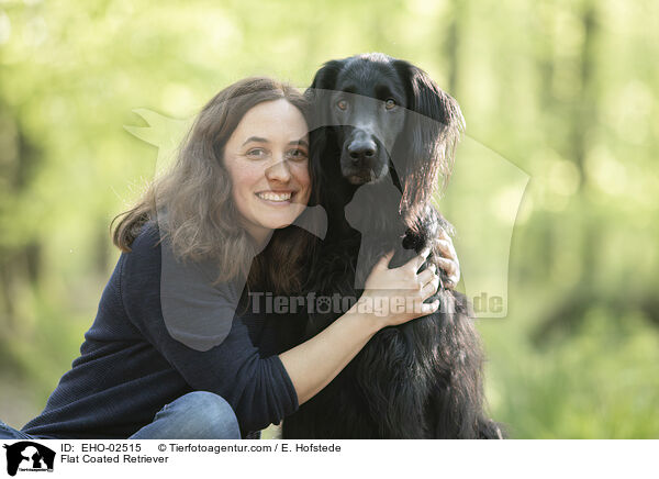 Flat Coated Retriever / Flat Coated Retriever / EHO-02515