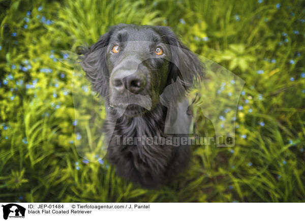 schwarzer Flat Coated Retriever / black Flat Coated Retriever / JEP-01484