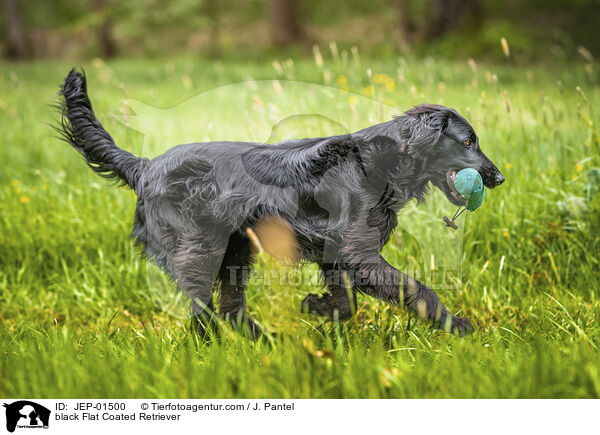schwarzer Flat Coated Retriever / black Flat Coated Retriever / JEP-01500
