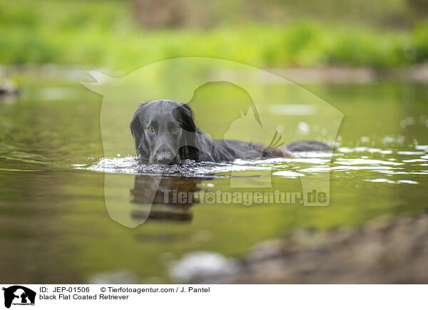 schwarzer Flat Coated Retriever / black Flat Coated Retriever / JEP-01506