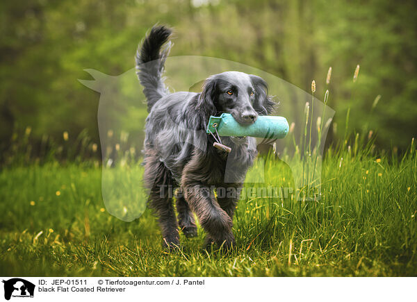 schwarzer Flat Coated Retriever / black Flat Coated Retriever / JEP-01511