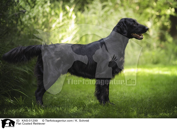 Flat Coated Retriever / Flat Coated Retriever / KAS-01299