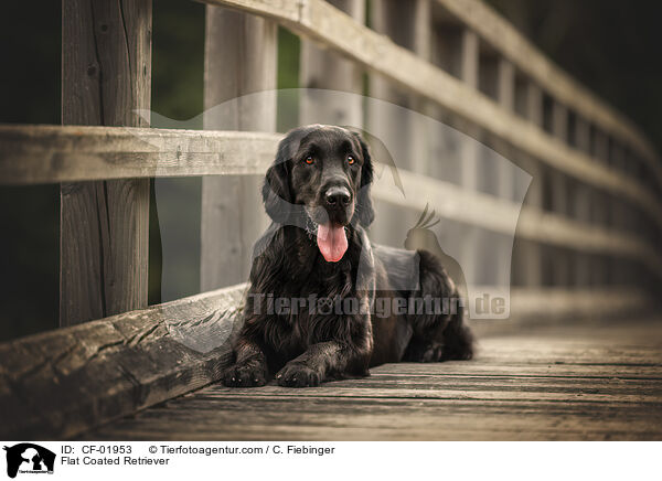 Flat Coated Retriever / Flat Coated Retriever / CF-01953