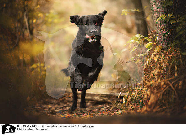 Flat Coated Retriever / Flat Coated Retriever / CF-02443