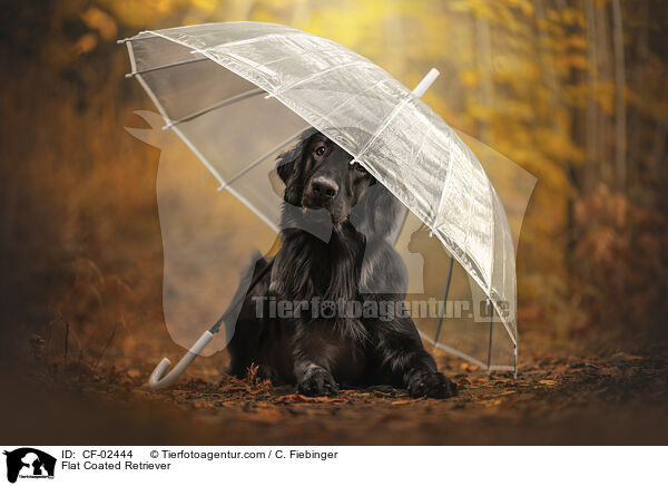Flat Coated Retriever / Flat Coated Retriever / CF-02444