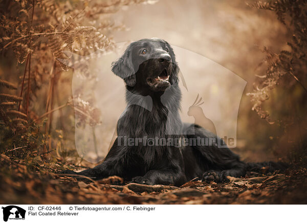 Flat Coated Retriever / Flat Coated Retriever / CF-02446