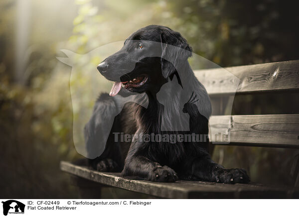 Flat Coated Retriever / Flat Coated Retriever / CF-02449