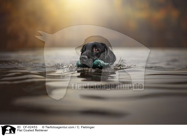 Flat Coated Retriever / CF-02453