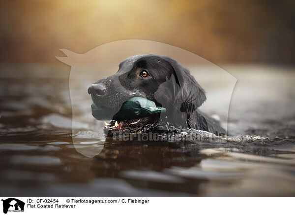 Flat Coated Retriever / CF-02454