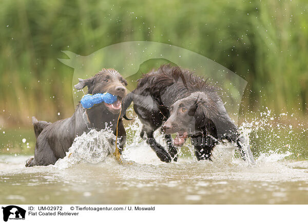 Flat Coated Retriever / Flat Coated Retriever / UM-02972