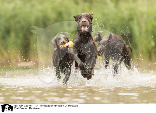 Flat Coated Retriever / Flat Coated Retriever / UM-02976