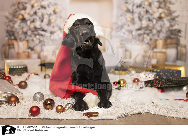 Flat Coated Retriever / Flat Coated Retriever / CF-02551