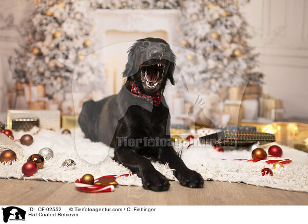 Flat Coated Retriever / Flat Coated Retriever / CF-02552