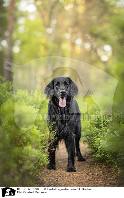 Flat Coated Retriever / Flat Coated Retriever / JEB-03396