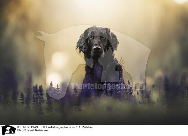 Flat Coated Retriever / Flat Coated Retriever / RP-01343