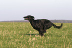 running Flat Coated Retriever