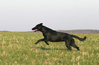 running Flat Coated Retriever