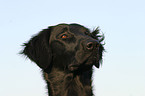 Flat Coated Retriever Portrait