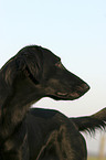 Flat Coated Retriever Portrait