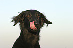 Flat Coated Retriever Portrait