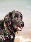 Flat Coated Retriever