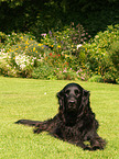 Flat Coated Retriever