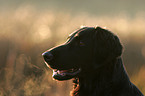 Flat Coated Retriever