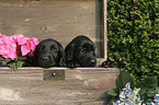 Flat Coated Retriever puppy