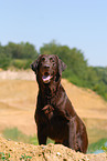 brown Flat Coated Retriever