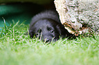 Flat Coated Retriever