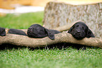 Flat Coated Retriever Puppies