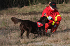 rescue dog