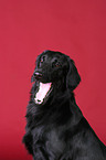 Flat Coated Retriever Portrait