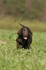 Flat Coated Retriever puppy