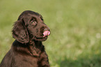 Flat Coated Retriever puppy