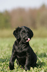 Flat Coated Retriever puppy