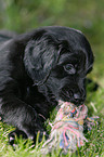 Flat Coated Retriever Puppy